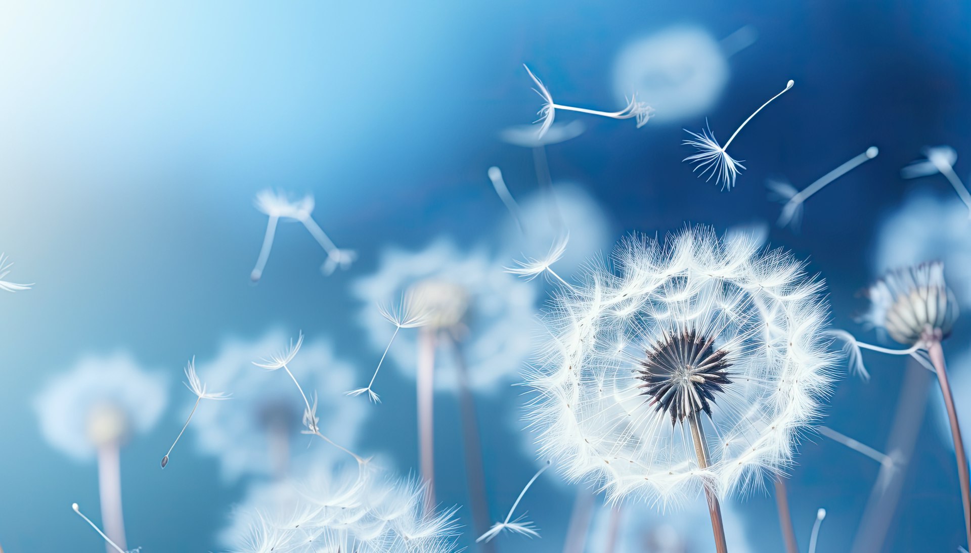 Diente de leon con brisa fresca